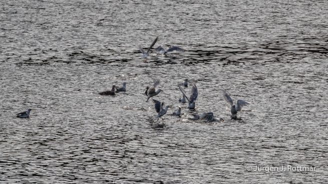 USA | Alaska | Kodiak Island