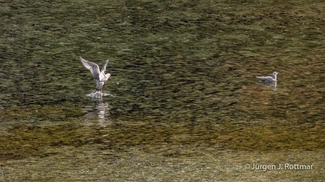 USA | Alaska | Kodiak Island