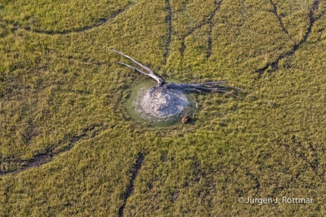 Botswana 09/2019 | Okavango Delta | Lechwe (Litschi-Moorantilope) | Scenic Helicopter Flight