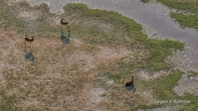 Botswana 09/2019 | Okavango Delta | Lechwe (Litschi-Moorantilope) | Scenic Helicopter Flight