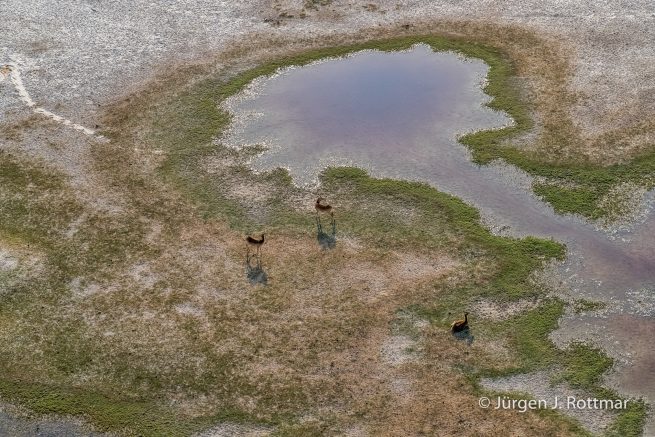 Botswana 09/2019 | Okavango Delta | Lechwe (Litschi-Moorantilope) | Scenic Helicopter Flight