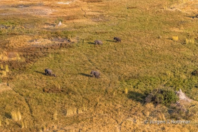 Botswana 09/2019 | Okavango Delta | African Savanna Elephant (Afrikanischer Elefant) | Scenic Helicopter Flight