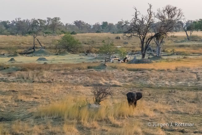 Botswana 09/2019 | Okavango Delta | African Savanna Elephant (Afrikanischer Elefant) | Scenic Helicopter Flight