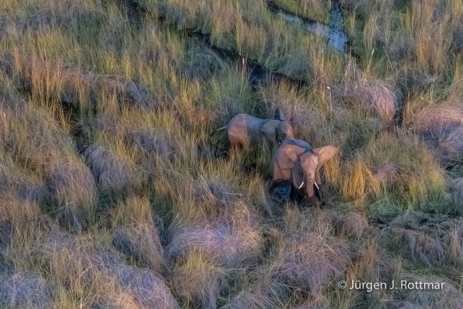 Botswana 09/2019 | Okavango Delta | African Savanna Elephant (Afrikanischer Elefant) | Scenic Helicopter Flight