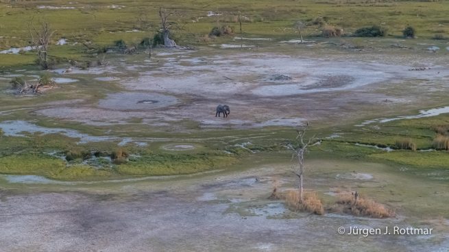Botswana 09/2019 | Okavango Delta | African Savanna Elephant (Afrikanischer Elefant) | Scenic Helicopter Flight