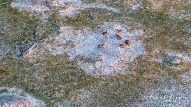 Botswana 09/2019 | Okavango Delta | Lechwe (Litschi-Moorantilope) | Scenic Helicopter Flight