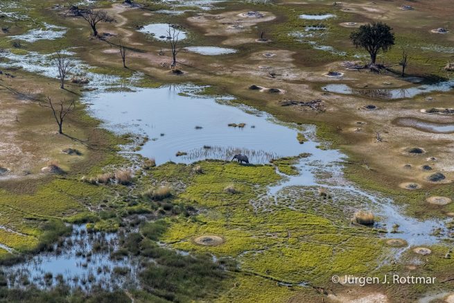 Botswana 09/2019 | Okavango Delta | African Savanna Elephant (Afrikanischer Elefant) | Scenic Helicopter Flight