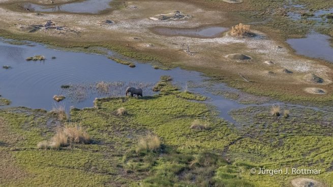 Botswana 09/2019 | Okavango Delta | African Savanna Elephant (Afrikanischer Elefant) | Scenic Helicopter Flight