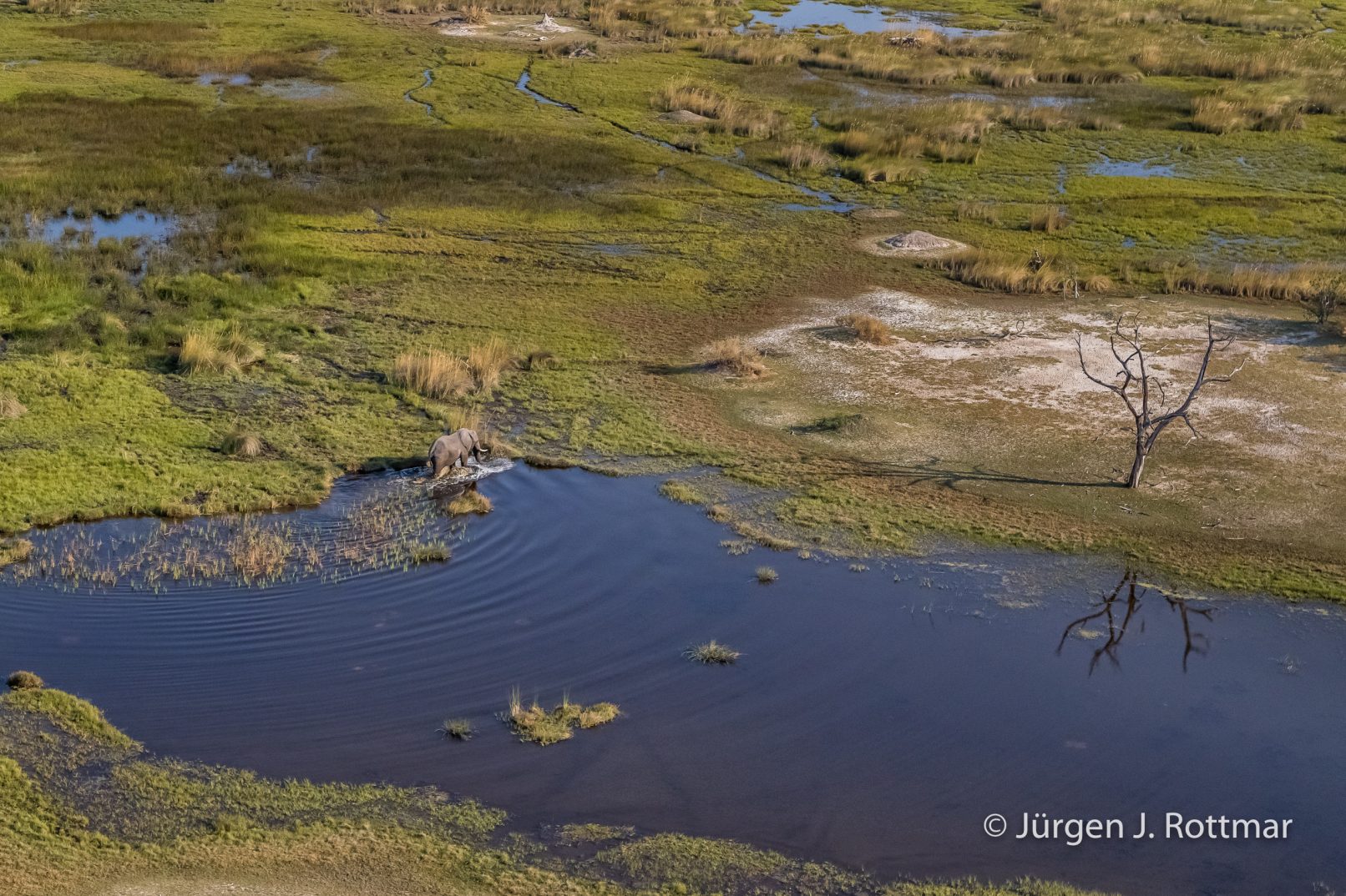 Botswana 09/2019 | Okavango Delta | African Savanna Elephant (Afrikanischer Elefant) | Scenic Helicopter Flight