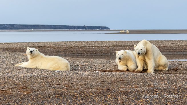 USA | Alaska | Barter Island | Kaktovik | Polar Bear (Eisbär)