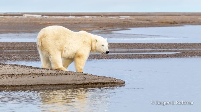 USA | Alaska | Barter Island | Kaktovik | Polar Bear (Eisbär)