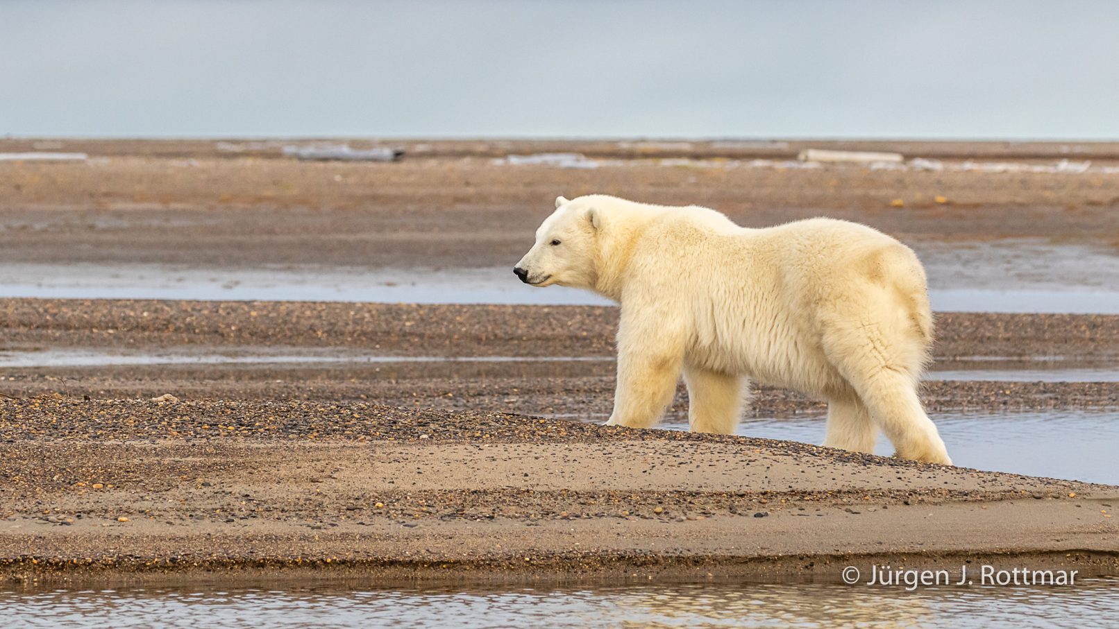 USA | Alaska | Barter Island | Kaktovik | Polar Bear (Eisbär)