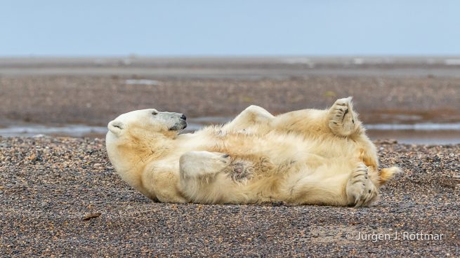 USA | Alaska | Barter Island | Kaktovik | Polar Bear (Eisbär)