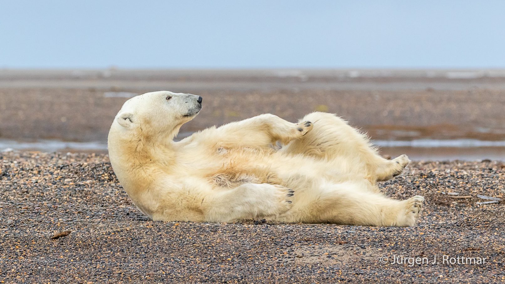 USA | Alaska | Barter Island | Kaktovik | Polar Bear (Eisbär)