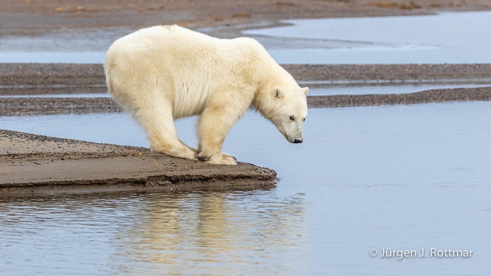 USA | Alaska | Barter Island | Kaktovik | Polar Bear (Eisbär)