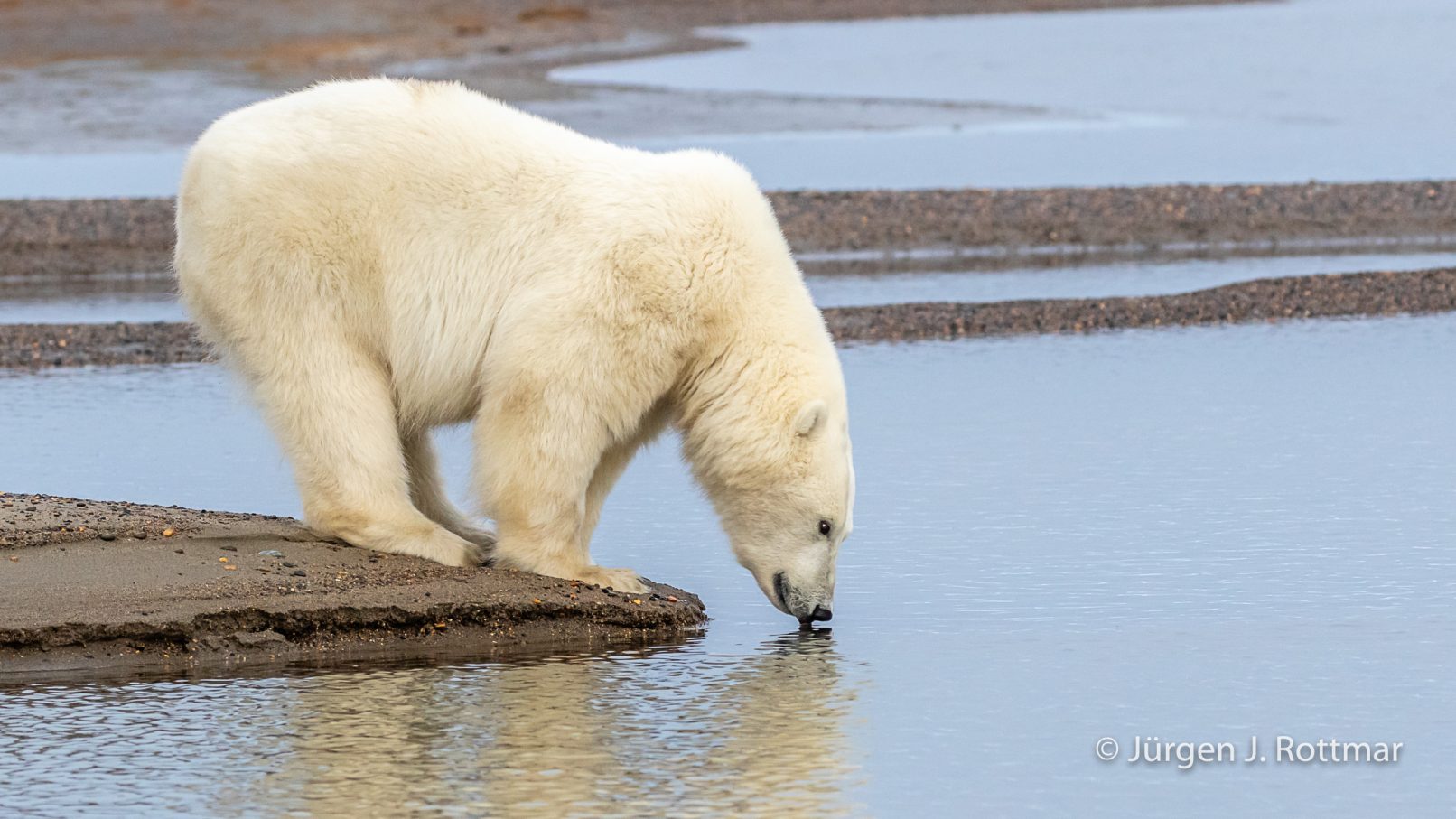 USA | Alaska | Barter Island | Kaktovik | Polar Bear (Eisbär)