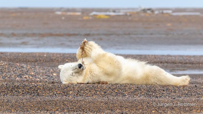 USA | Alaska | Barter Island | Kaktovik | Polar Bear (Eisbär)