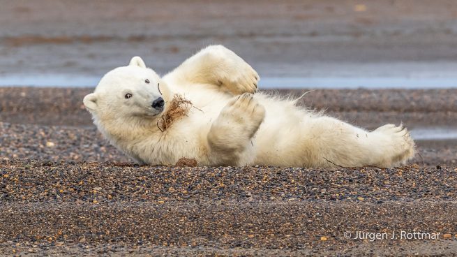 USA | Alaska | Barter Island | Kaktovik | Polar Bear (Eisbär)