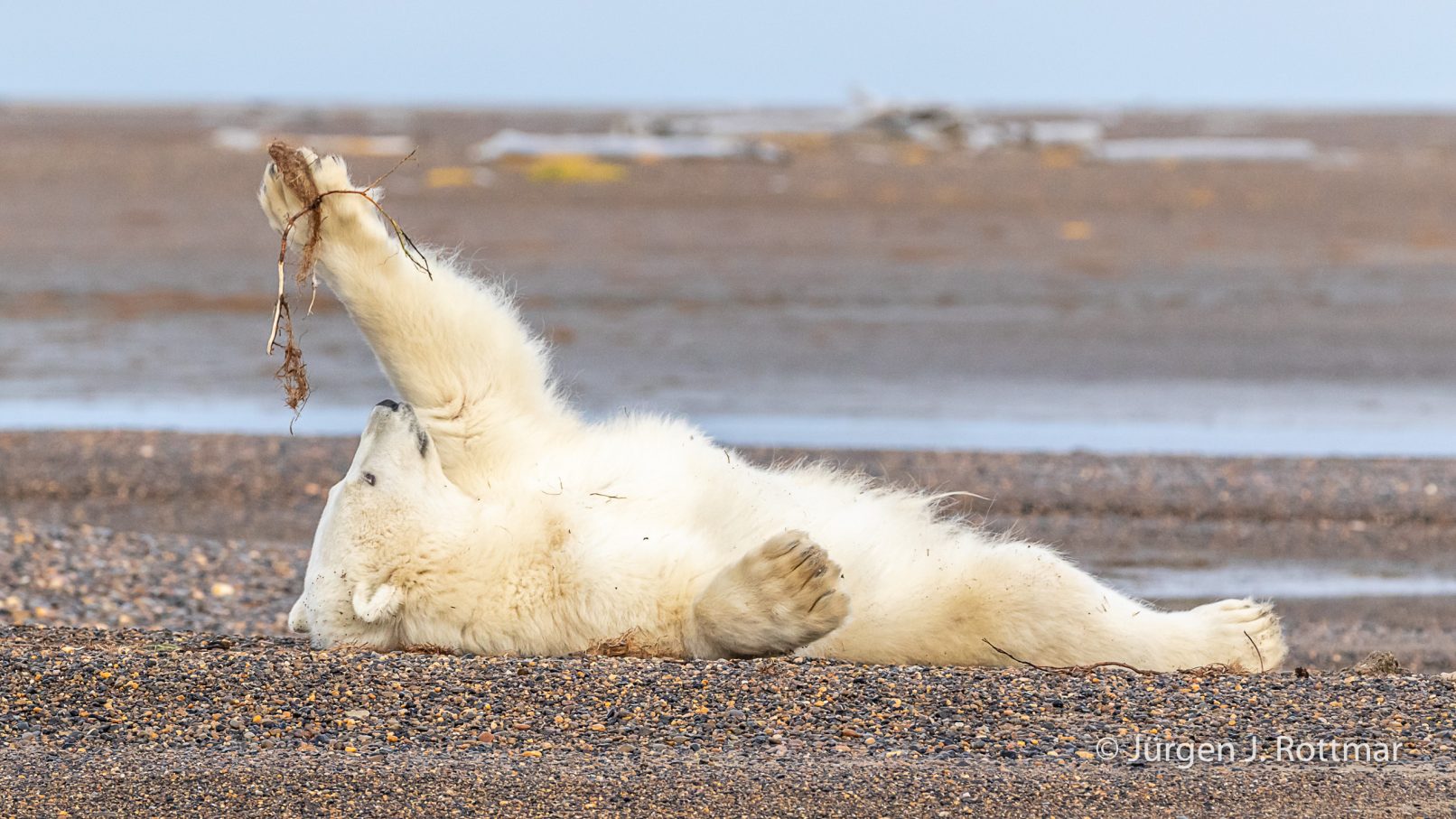 USA | Alaska | Barter Island | Kaktovik | Polar Bear (Eisbär)