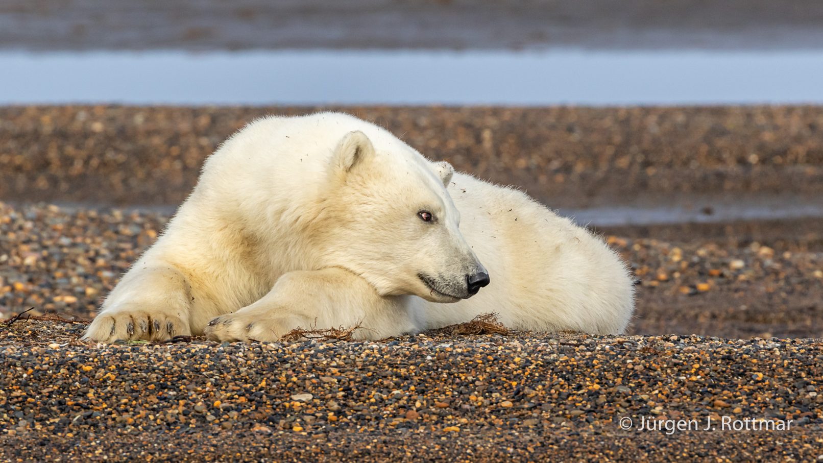 USA Alaska Barter Island Kaktovik Polar Bear (Eisbär) Rottmar