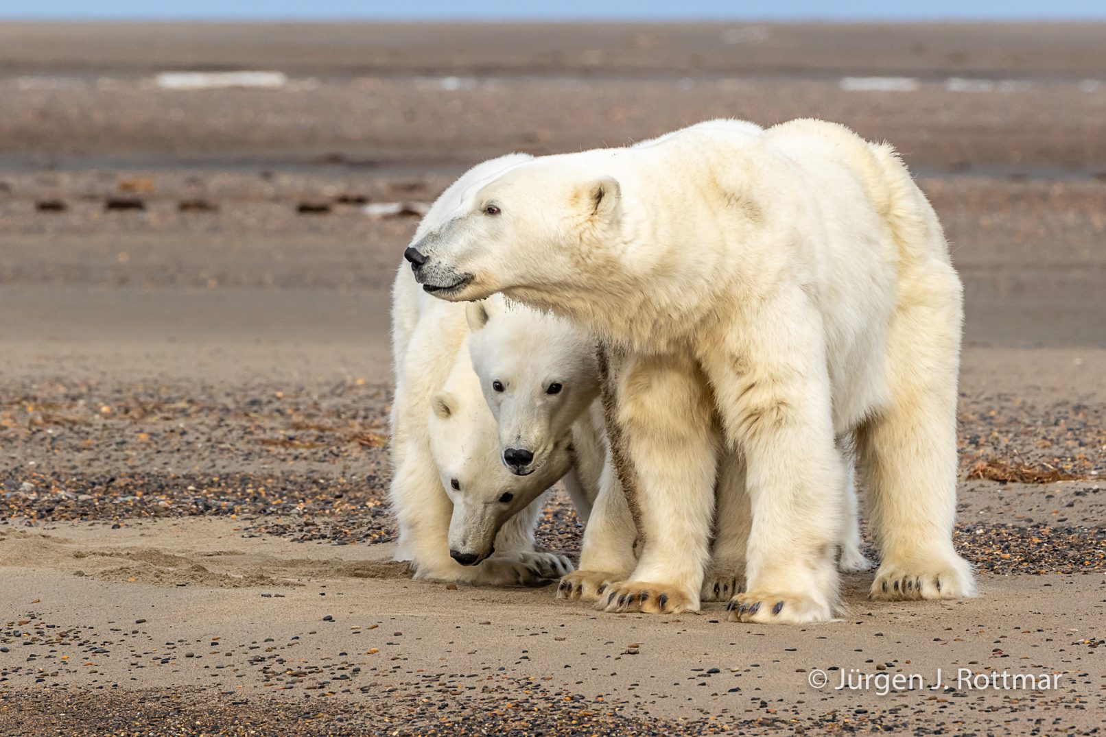 USA Alaska Barter Island Kaktovik Polar Bear (Eisbär) Rottmar