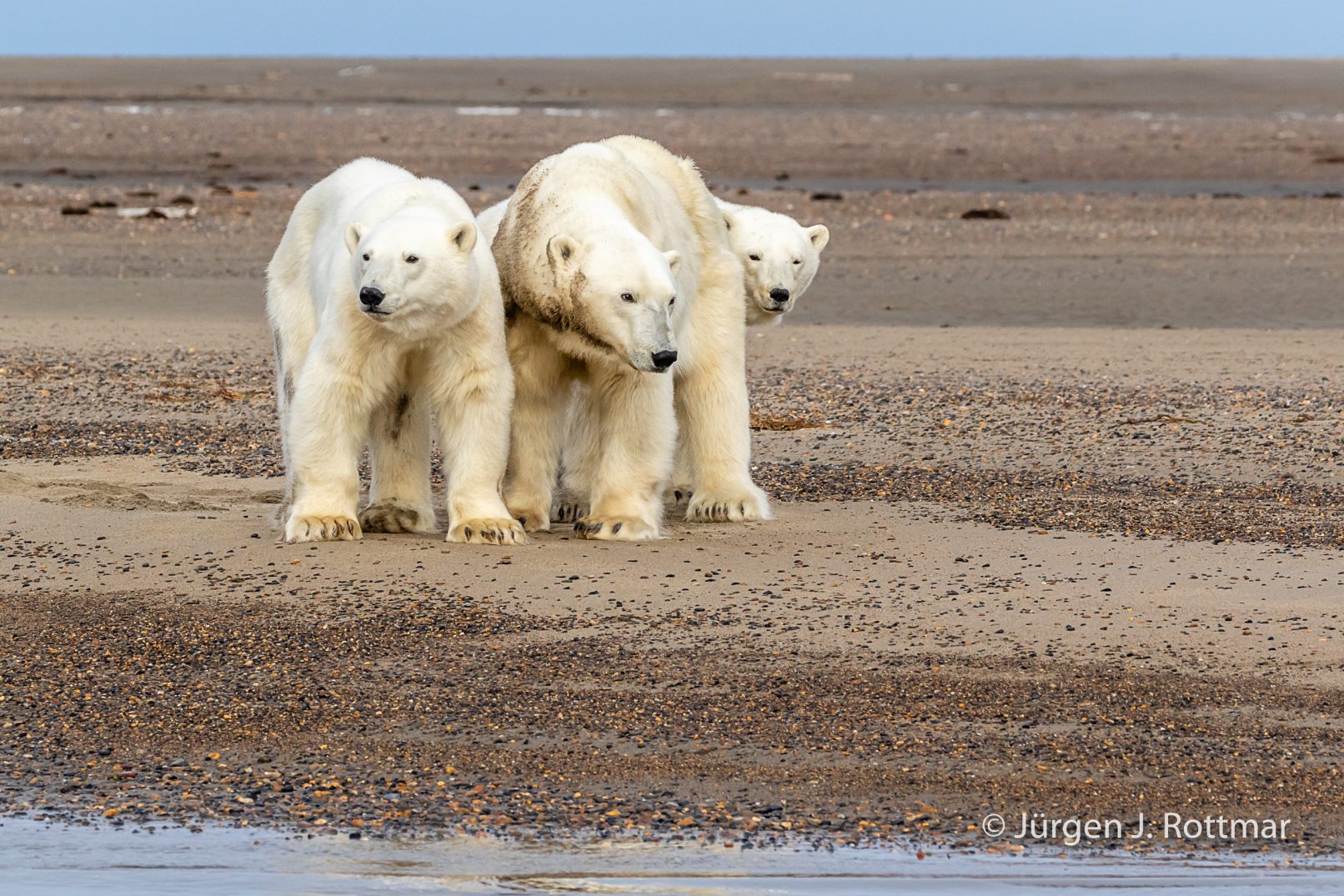 USA | Alaska | Barter Island | Kaktovik | Polar Bear (Eisbär)
