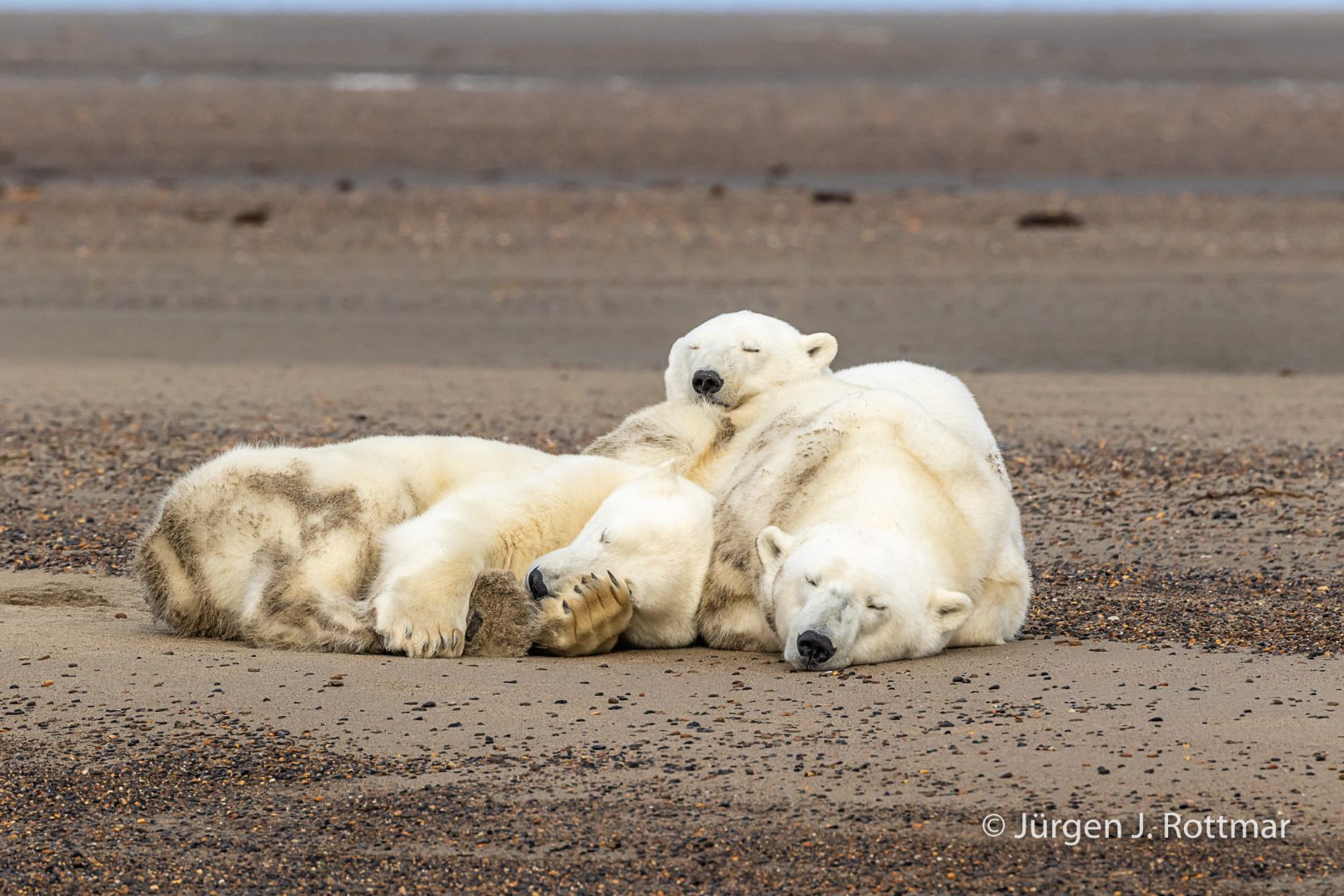 USA | Alaska | Barter Island | Kaktovik | Polar Bear (Eisbär)