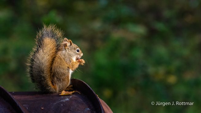 USA | Alaska | Fairbanks | Wedgewood Wildlife Sanctuary | Red Squirrel (Rotes Eichhörnchen)