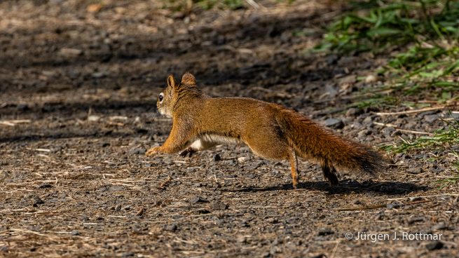 USA | Alaska | Fairbanks | Wedgewood Wildlife Sanctuary | Red Squirrel (Rotes Eichhörnchen)