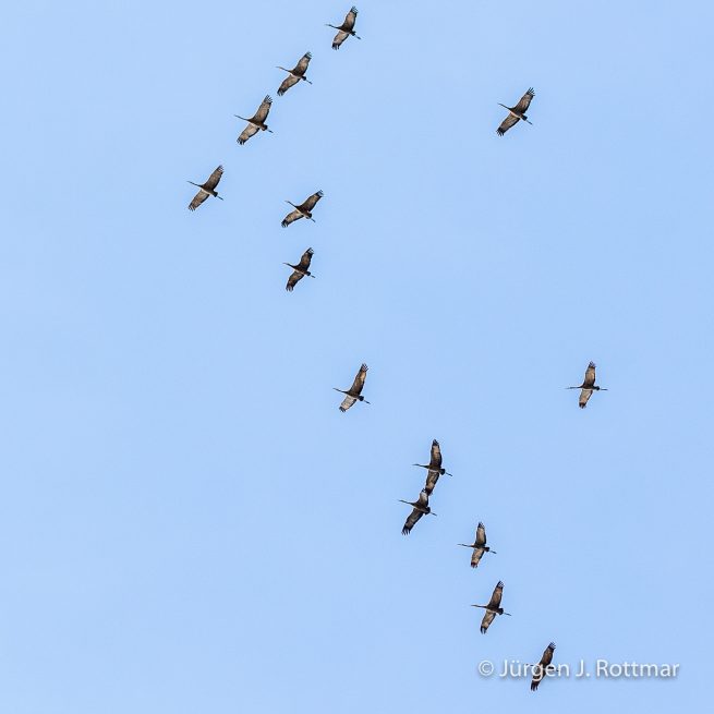 USA | Alaska | Fairbanks | Wedgewood Wildlife Sanctuary | Sandhill Cranes (Kanadakranich)