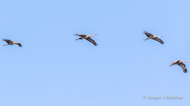 USA | Alaska | Fairbanks | Wedgewood Wildlife Sanctuary | Sandhill Cranes (Kanadakranich)