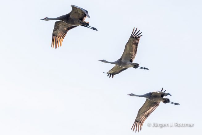 USA | Alaska | Fairbanks | Wedgewood Wildlife Sanctuary | Sandhill Cranes (Kanadakranich)