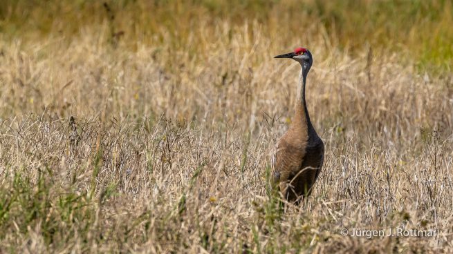 USA | Alaska | Fairbanks | Wedgewood Wildlife Sanctuary | Sandhill Cranes (Kanadakranich)