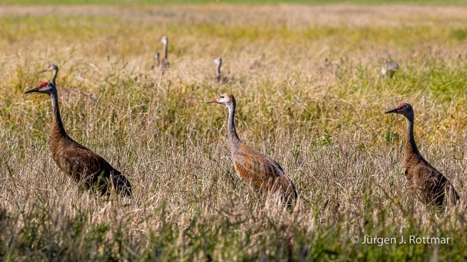 USA | Alaska | Fairbanks | Wedgewood Wildlife Sanctuary | Sandhill Cranes (Kanadakranich)