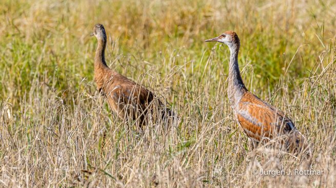 USA | Alaska | Fairbanks | Wedgewood Wildlife Sanctuary | Sandhill Cranes (Kanadakranich)