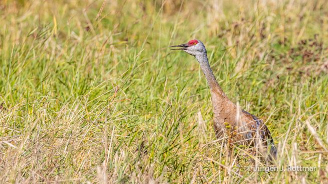 USA | Alaska | Fairbanks | Wedgewood Wildlife Sanctuary | Sandhill Cranes (Kanadakranich)