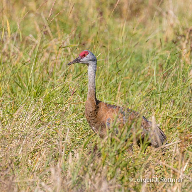 USA | Alaska | Fairbanks | Wedgewood Wildlife Sanctuary | Sandhill Cranes (Kanadakranich)