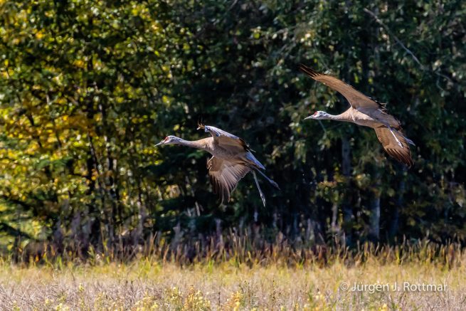 USA | Alaska | Fairbanks | Wedgewood Wildlife Sanctuary | Sandhill Cranes (Kanadakranich)