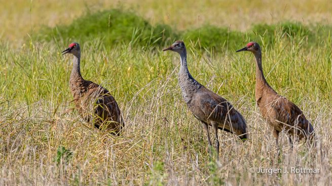 USA | Alaska | Fairbanks | Wedgewood Wildlife Sanctuary | Sandhill Cranes (Kanadakranich)