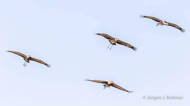 USA | Alaska | Fairbanks | Wedgewood Wildlife Sanctuary | Sandhill Cranes (Kanadakranich)