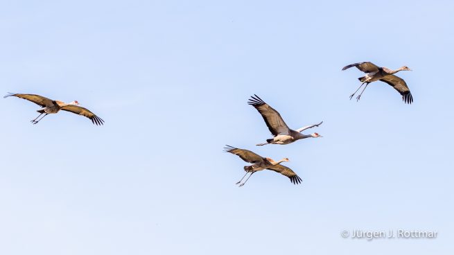 USA | Alaska | Fairbanks | Wedgewood Wildlife Sanctuary | Sandhill Cranes (Kanadakranich)