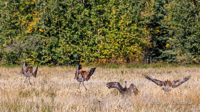 USA | Alaska | Fairbanks | Wedgewood Wildlife Sanctuary | Sandhill Cranes (Kanadakranich)