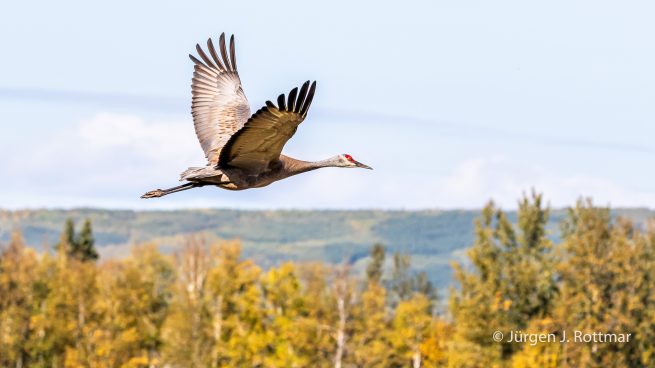 USA | Alaska | Fairbanks | Wedgewood Wildlife Sanctuary | Sandhill Cranes (Kanadakranich)