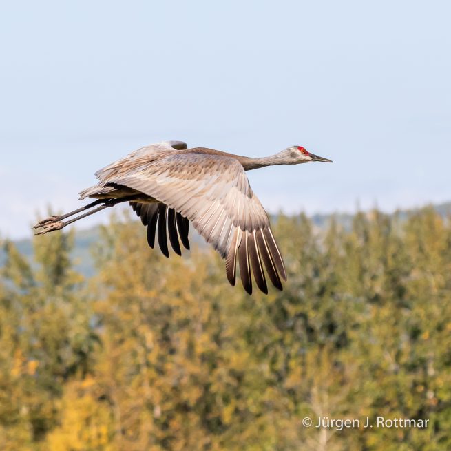 USA | Alaska | Fairbanks | Wedgewood Wildlife Sanctuary | Sandhill Cranes (Kanadakranich)