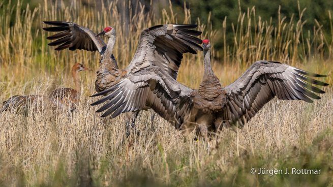 USA | Alaska | Fairbanks | Wedgewood Wildlife Sanctuary | Sandhill Cranes (Kanadakranich)