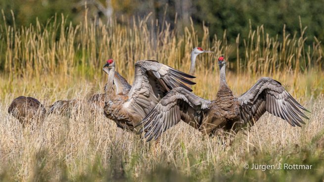 USA | Alaska | Fairbanks | Wedgewood Wildlife Sanctuary | Sandhill Cranes (Kanadakranich)