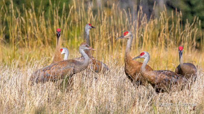 USA | Alaska | Fairbanks | Wedgewood Wildlife Sanctuary | Sandhill Cranes (Kanadakranich)