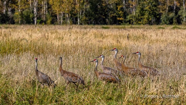 USA | Alaska | Fairbanks | Wedgewood Wildlife Sanctuary | Sandhill Cranes (Kanadakranich)