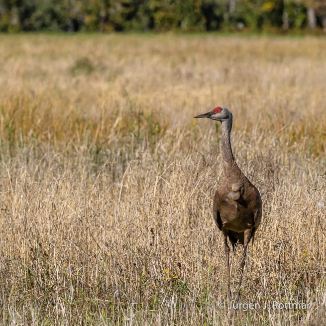 USA | Alaska | Fairbanks | Wedgewood Wildlife Sanctuary | Sandhill Cranes (Kanadakranich)