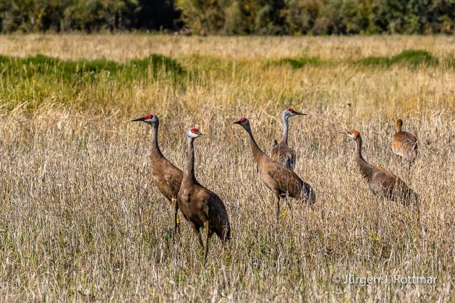 USA | Alaska | Fairbanks | Wedgewood Wildlife Sanctuary | Sandhill Cranes (Kanadakranich)